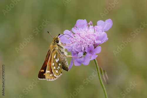 Silver-spotted Skipper Nectaring on scabious.