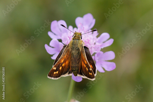 Silver-spotted Skipper Nectaring on scabious.