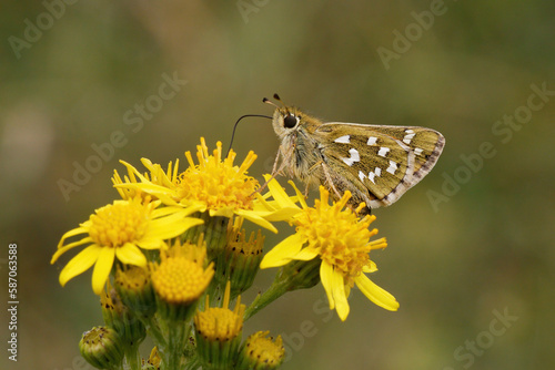 Silver-spotted Skipper nectaring.
