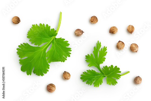 Dried coriander seeds with fresh green leaf isolated on white background. Top view. Flat lay photo