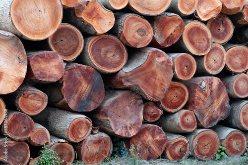 Closeup shot of firewood in a rural garden