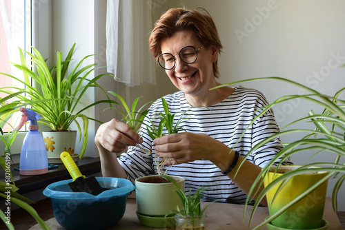 Woman, 50-55 years old, sitting at the table at home, transplanting indoor plants. Favorite hobby, home life, lifestyle.