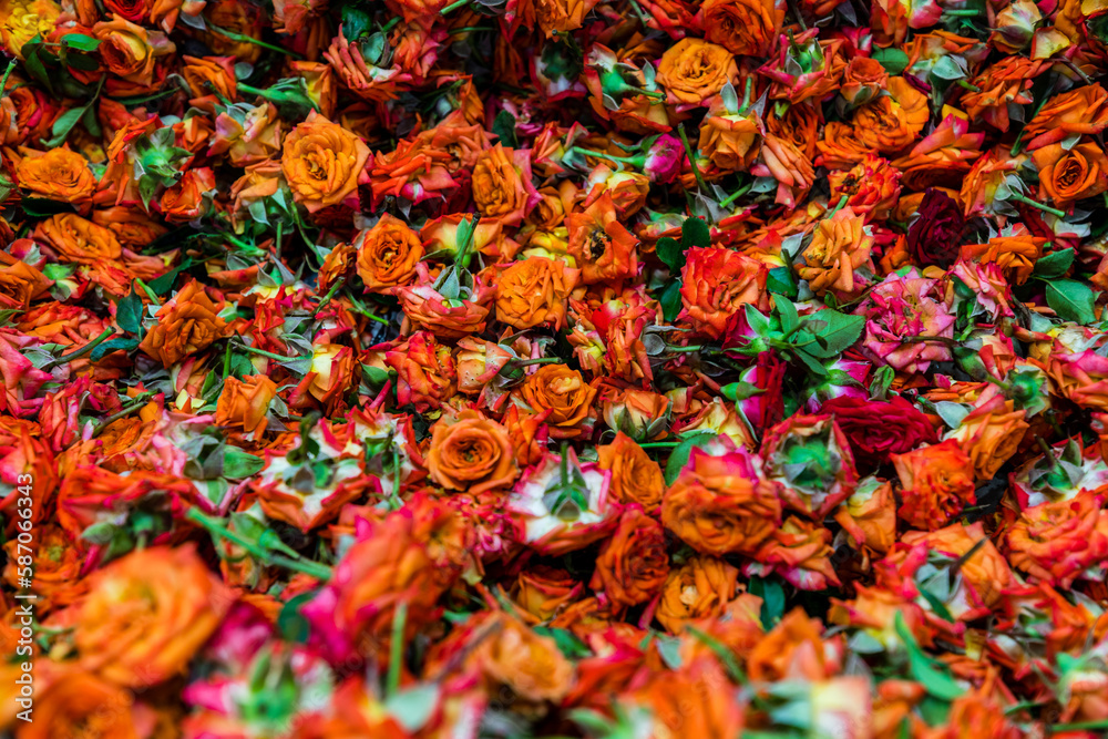 Background with natural roses Background with natural roses