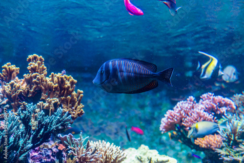 Fototapeta Naklejka Na Ścianę i Meble -  Underwater photo of coral reef with colourful fish