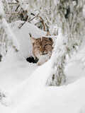 Lynx in the snow
