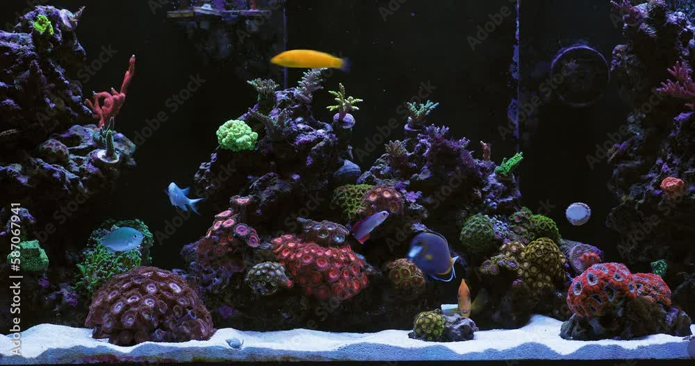 Salt Water Reef Aquarium with many types of Coral and Tropical Reef Fish. Coral Polyps