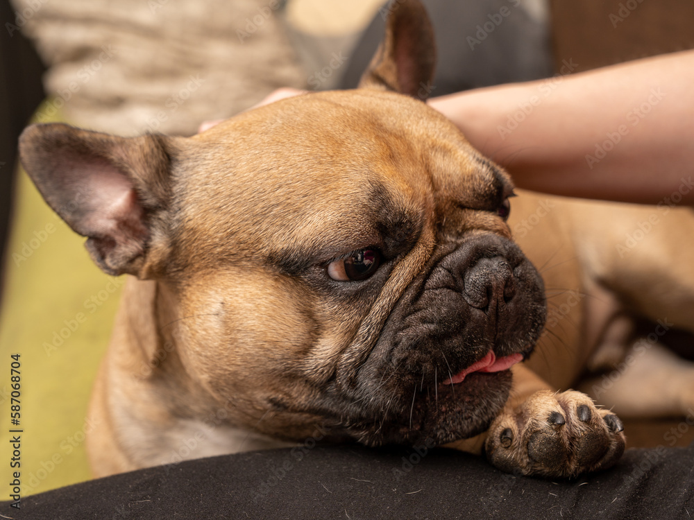 The French Bulldog loves to be petted