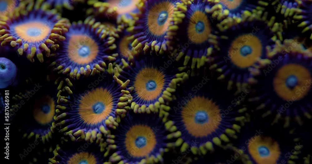 Macro Shot of Coral Reef. Zoanthid Coral with large Poylps. Scrambled Eggs Zoanthids Macro Shot of Coral Reef. Zoanthid Coral with large Poylps. Scrambled Eggs Zoanthids