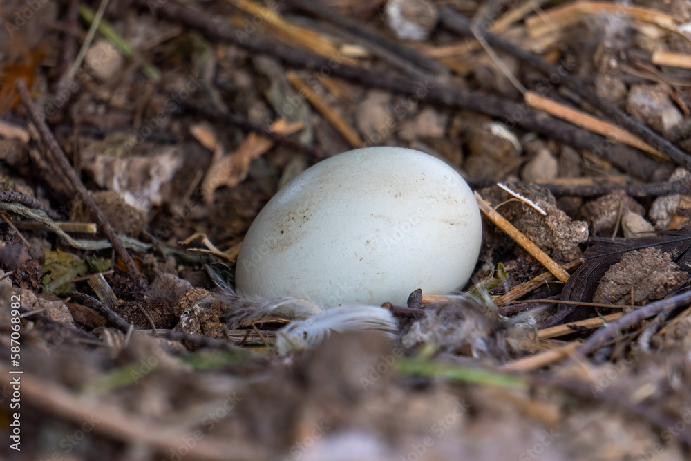 chicken egg in the nest chicken egg in the nest