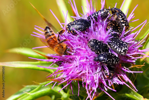 Flower chafers (Oxythyrea abigail) and Honey bee (Apis mellifera) collect nectar on flowering herb of Syrian Thistle ( Cirsium syriacum, Notobasis syriaca). Macro shoot in nature photo