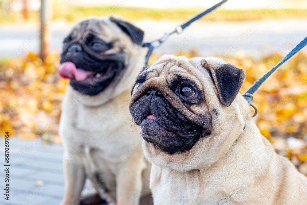 Two pug dogs on a leash in an autumn park