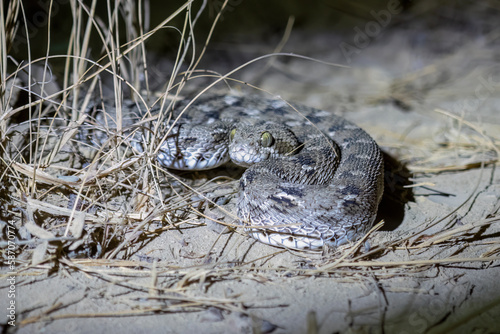 Echis carinatus or saw-scaled viper, a venomous snake, observed in Rann of Kutch photo