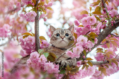 Pretty cat climbing the sakura tree close-up picture