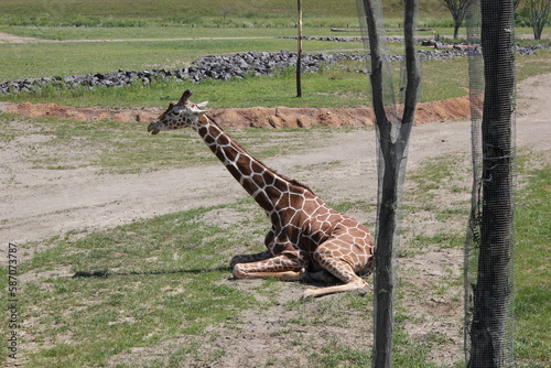 Photography Giraffe in habitat