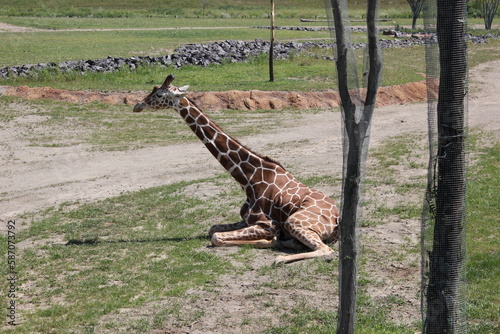 Giraffe in habitat