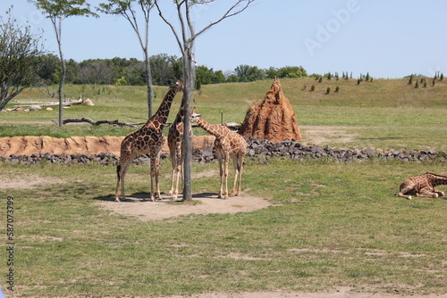 Photography Giraffe in habitat