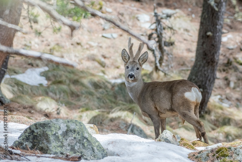 Obraz na płótnie Charming male roe deer (capreolus capreolus) with velvet antler and winter fur standing in snowy pine forest, looking into camera with sweet gaze. Italian Alps - March. w salonie