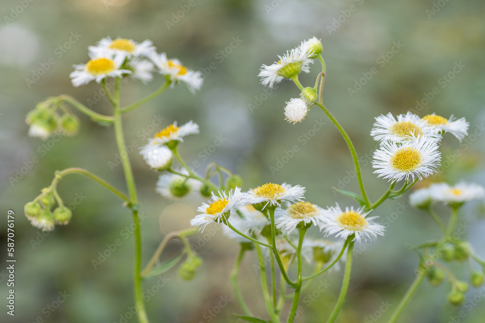 Daisy fleabane flowers are small but brighten the springtime garden. Daisy fleabane flowers are small but brighten the springtime garden.