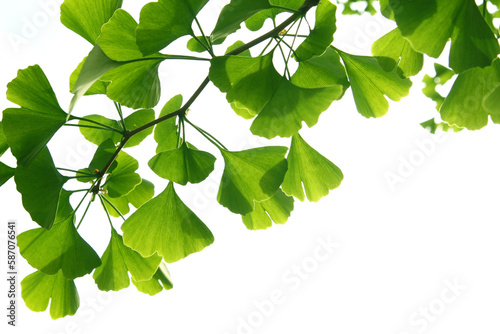 Ginkgo biloba green leaves on a tree. Ginkgo Biloba Tree Leaves on light sky.