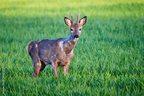 Fototapeta Naklejka Na Ścianę i Meble -  Roe deer male running on field ( Capreolus capreolus ). European roe