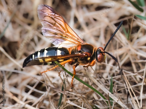 A large Cicada Killer Wasp (Sphecius speciosus) in the grass. Lateral side view. Long Island, New York photo