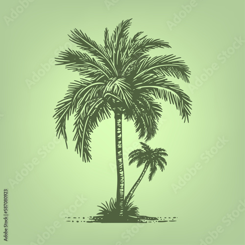 Palm tree. Woodcut engraving style hand drawn vector illustration. Optimized vector.	