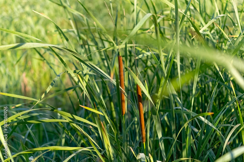 Broad-leaved cattail (Typha latifolia) is native flower in north America. Broadleaf cattail, bulrush, common bulrush, common cattail, photo