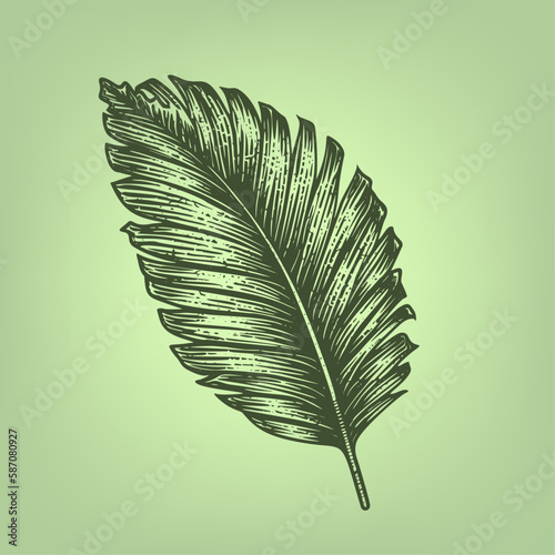 Palm tree leaf. Woodcut engraving style hand drawn vector illustration. Optimized vector.	