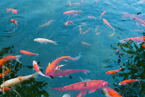Colorful fancy carp fish (koi fish) in a garden pond in Japan,nishikigoi or orange carp.
