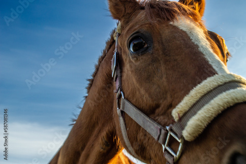 portrait of a horse