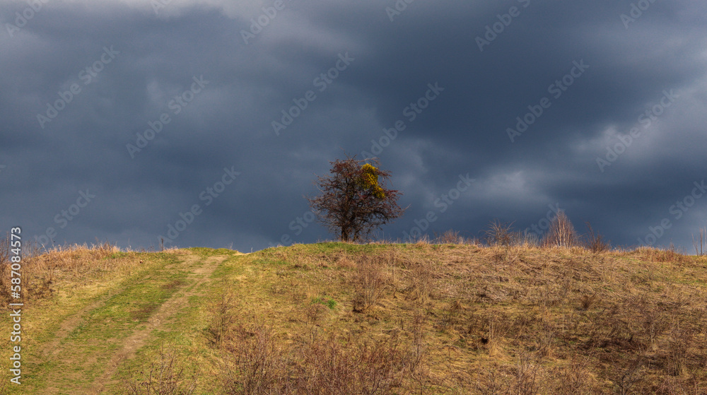 Fototapeta premium Spring in the forest