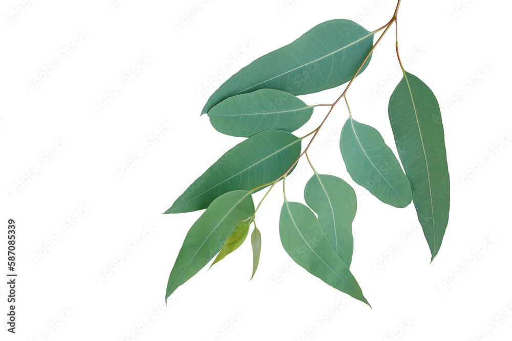 Fresh eucalyptus leaves on tree twig a green foliage commonly known as gums or eucalypts plant