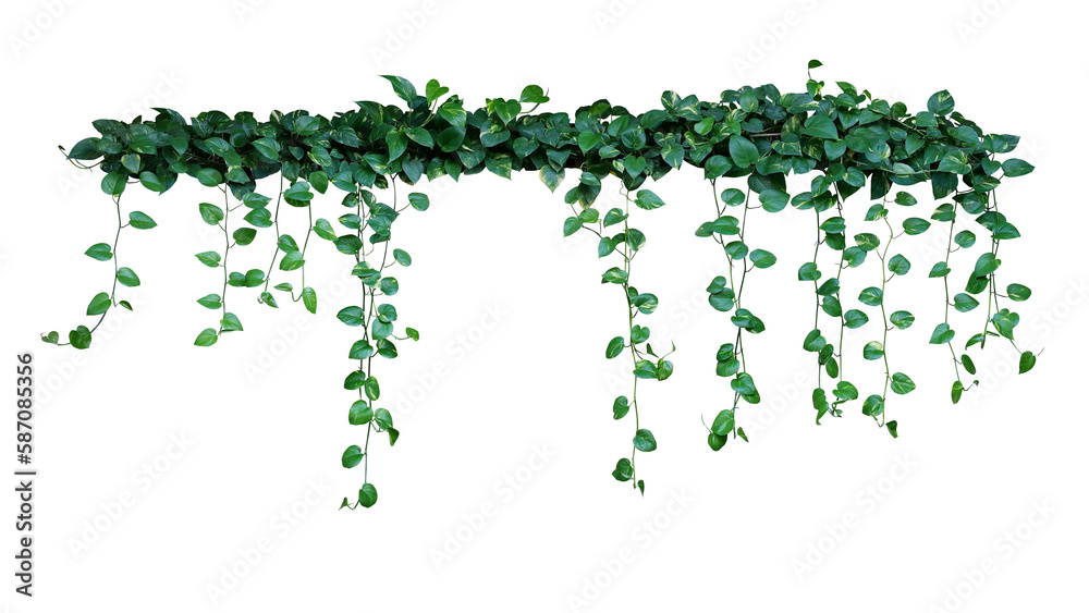 Plant bush with hanging vines of green variegated heart-shaped leaves Devil's ivy or golden pothos (Epipremnum aureum) the tropical foliage houseplant Plant bush with hanging vines of green variegated heart-shaped leaves Devil's ivy or golden pothos (Epipremnum aureum) the tropical foliage houseplant