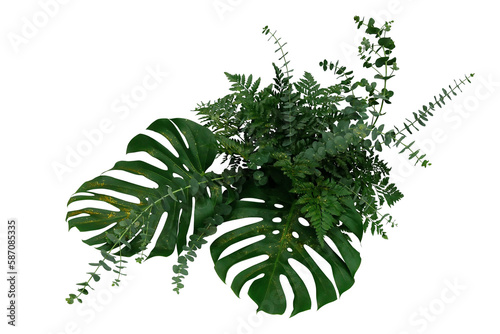 Fotografia Tropical green leaves foliage plants bush, Monstera, fern and Eucalyptus leaves