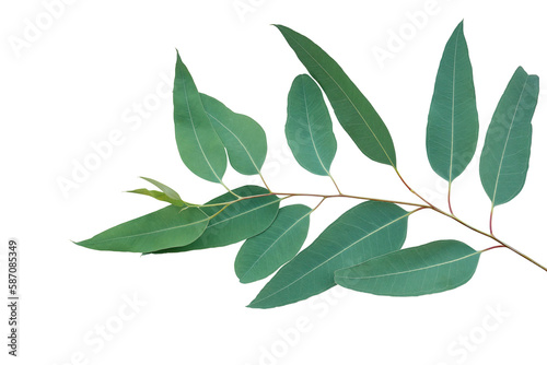 Fresh eucalyptus leaves on tree twig a green foliage commonly known as gums or eucalypts plant
