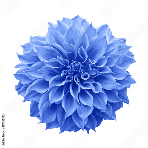 Blue Dahlia flower the tuberous garden plant is a symbol of  a new beginning and a new chapter