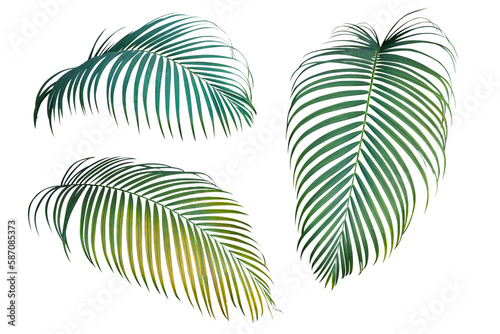 Green and yellow palm leaves the tropical plant, set of three palm fronds