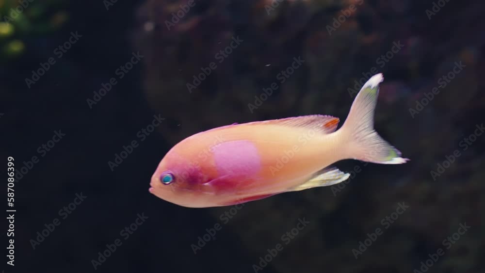 Bright sea fish swims in an aquarium close up on a dark background Bright sea fish swims in an aquarium close up on a dark background