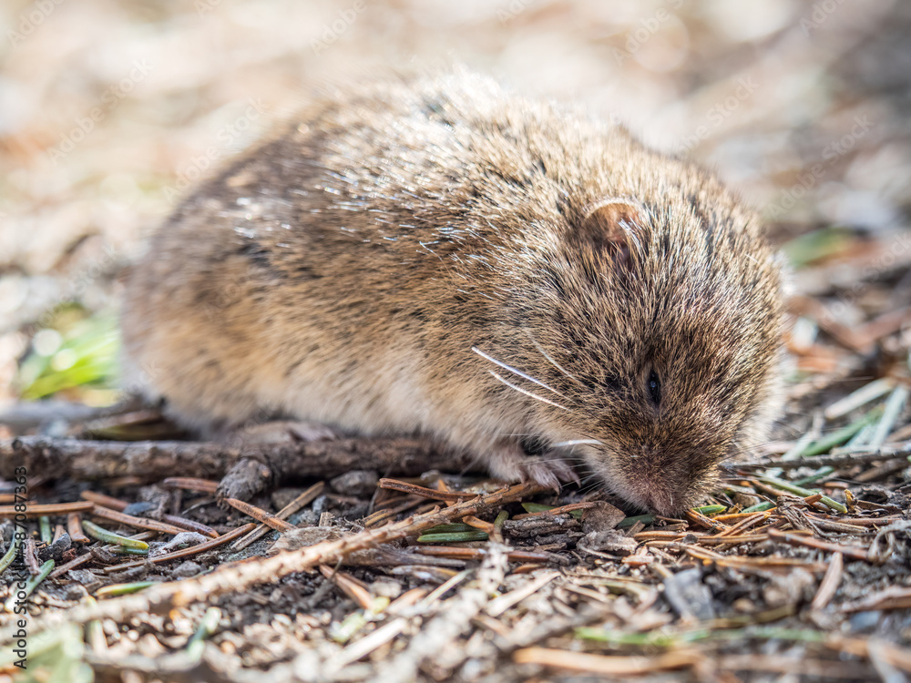A closeup of a Common vole, Microtus arvalis, on the ground with a blurry background