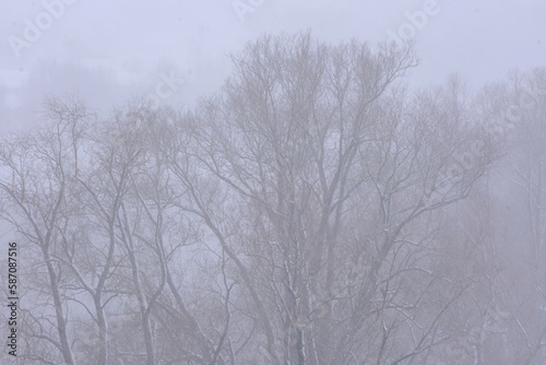 Wallpaper Mural Difficult to see trees during snowfall. spring snowfall Torontodigital.ca