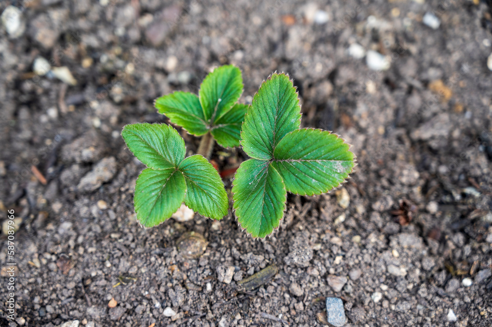 Three green leaves of the Fragaria vesca plant grow on the ground Three green leaves of the Fragaria vesca plant grow on the ground