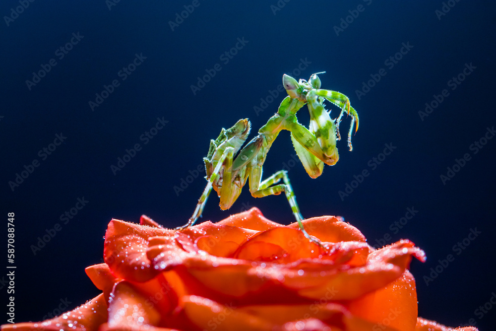 Φωτογραφία Creobroter gemmatus, common name jeweled flower mantis, is a species of praying