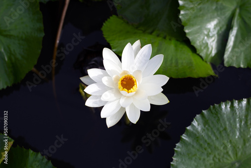 Beautiful white water lily. Lotus flower with green leaves
