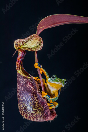 wallace's flying frog perched on nephentes flowers photo