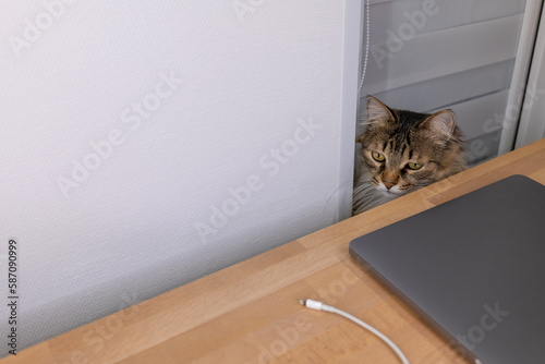 Fluffy Forest Cat Biting a Charging Cord on a Wooden Table

This adorable photo captures a fluffy forest cat playfully biting a charging cord while sitting on a rustic wooden table.