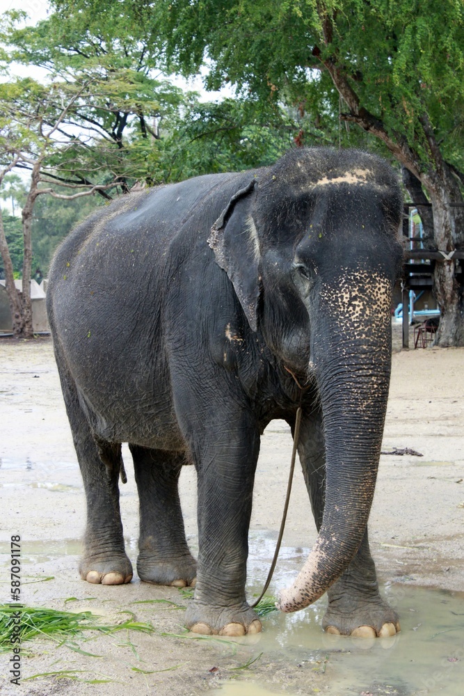 Fototapeta premium elephant 