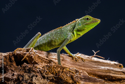 Bronchocela jubata, commonly known as the maned forest lizard, is a species of agamid lizard found mainly in Indonesia photo