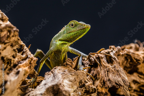 Bronchocela jubata, commonly known as the maned forest lizard, is a species of agamid lizard found mainly in Indonesia