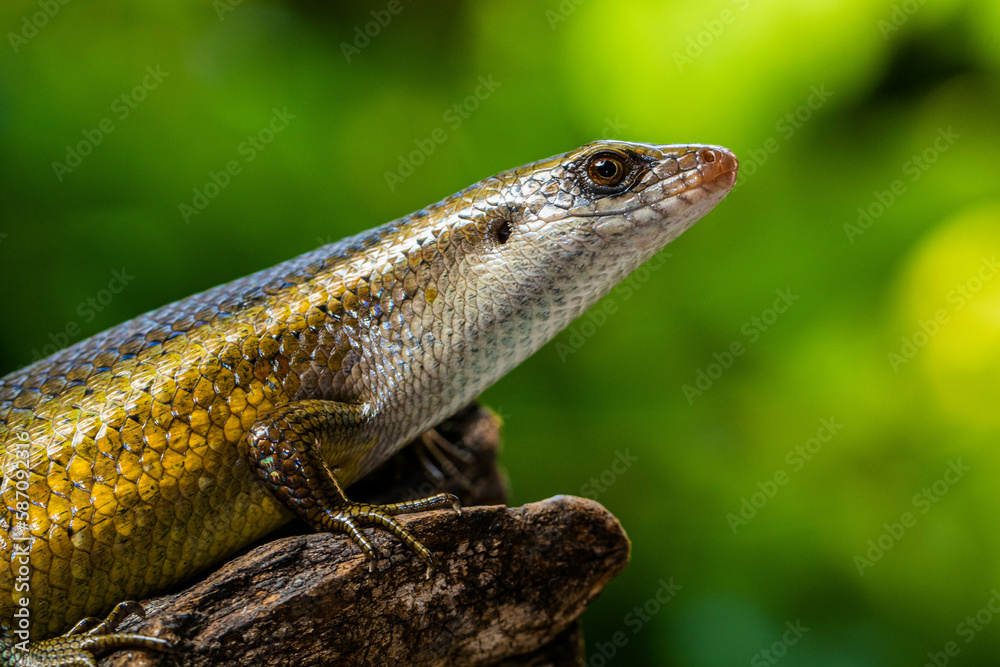 The common garden skink (Lampropholis guichenoti) is a small species of lizard in the family Scincidae The common garden skink (Lampropholis guichenoti) is a small species of lizard in the family Scincidae