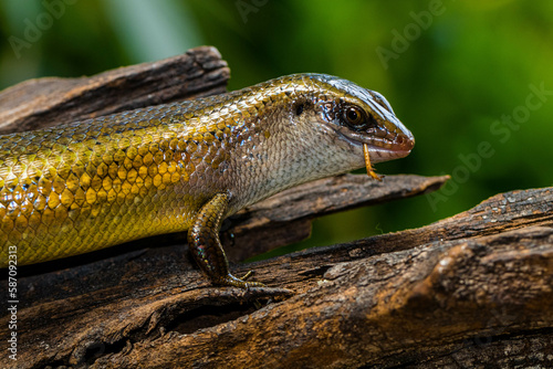 The common garden skink (Lampropholis guichenoti) is a small species of lizard in the family Scincidae photo